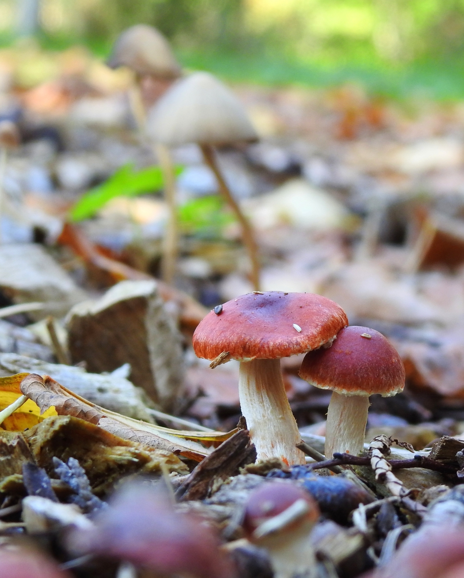 Tweemaal - Schimmels - Oranjerode stropharia