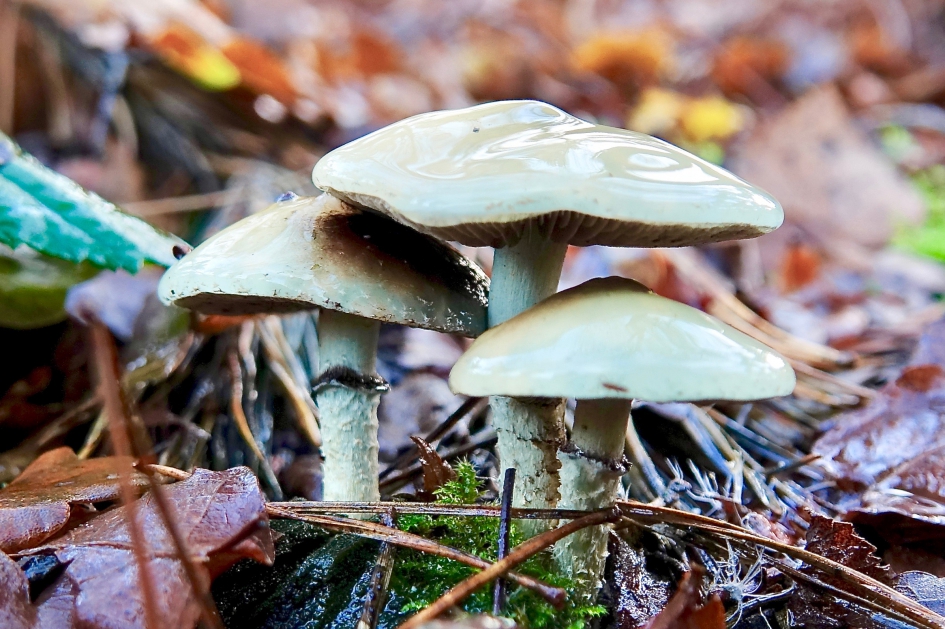 Vals trio - Schimmels - Valse Kopergroenzwam