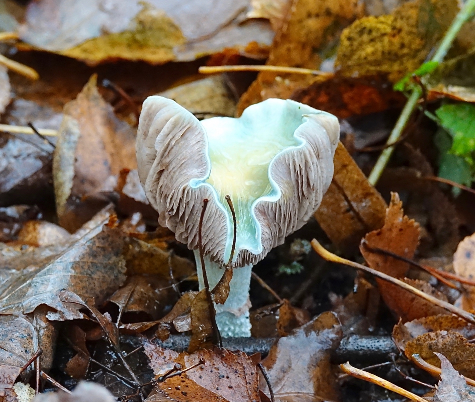 Valse Kopergroenzwam - Schimmels - Valse Kopergroenzwam