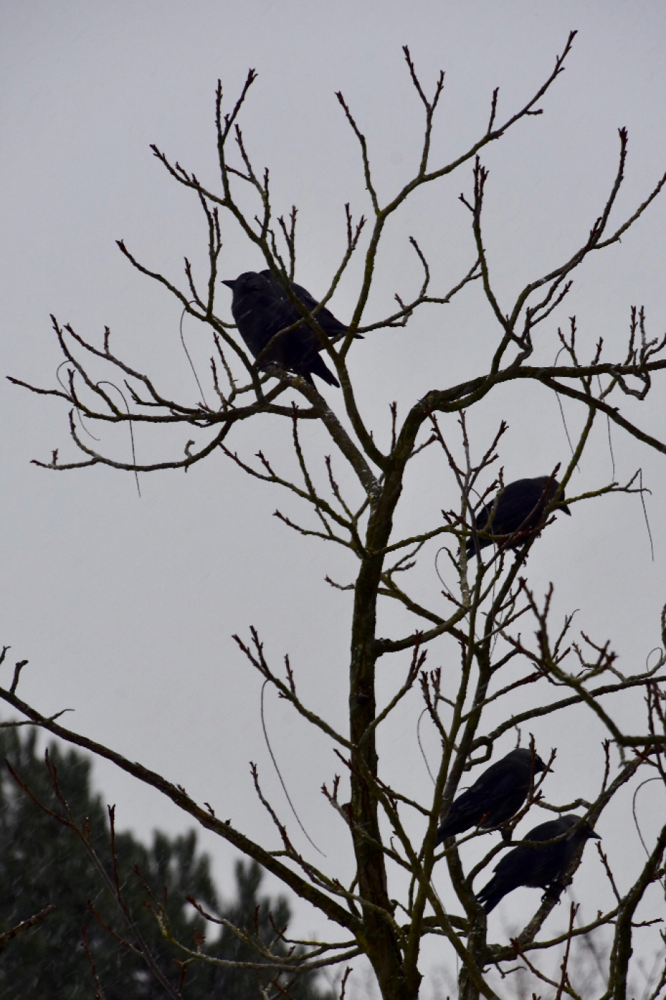 Veel kauwen... - Vogels - 