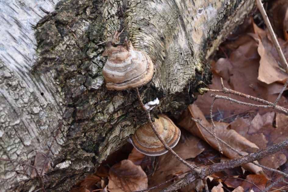 Veel zwammen - Schimmels - 