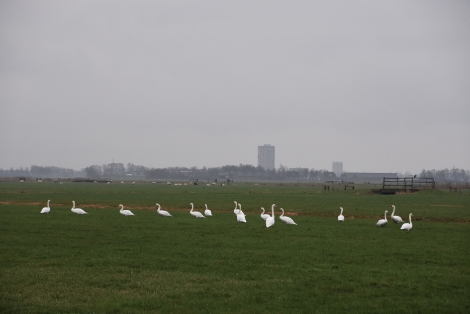 Veel zwanen - Vogels - 