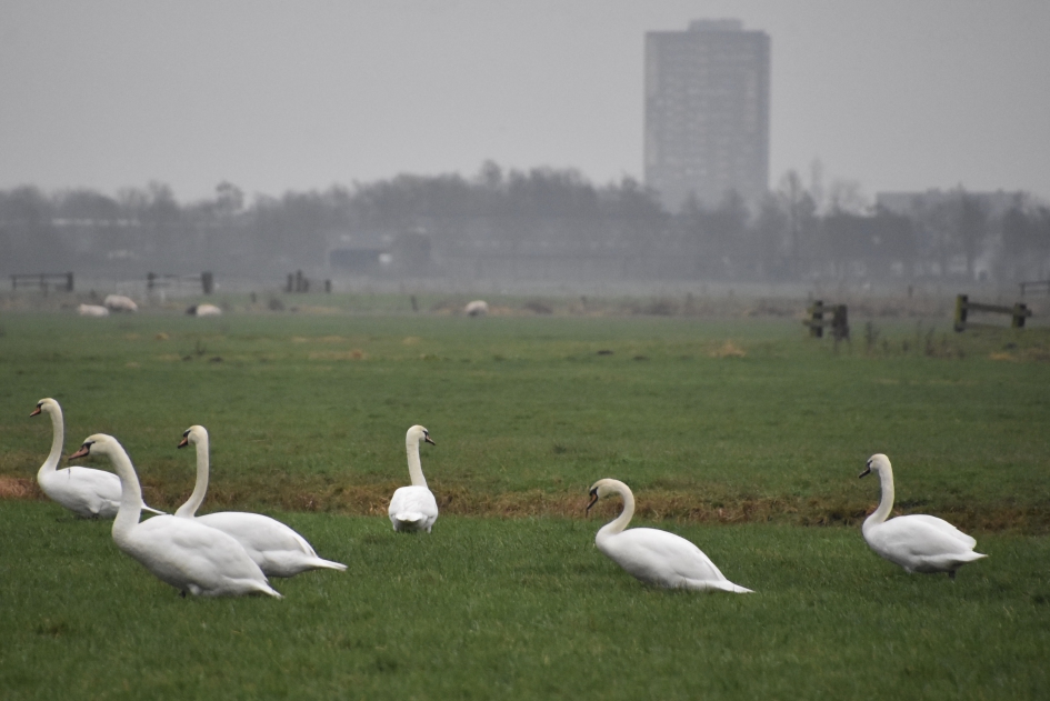 Veel zwanen - Vogels - 