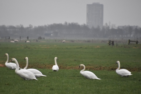 Veel zwanen