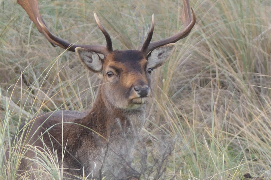 Verscholen.... - Zoogdieren - Damhert