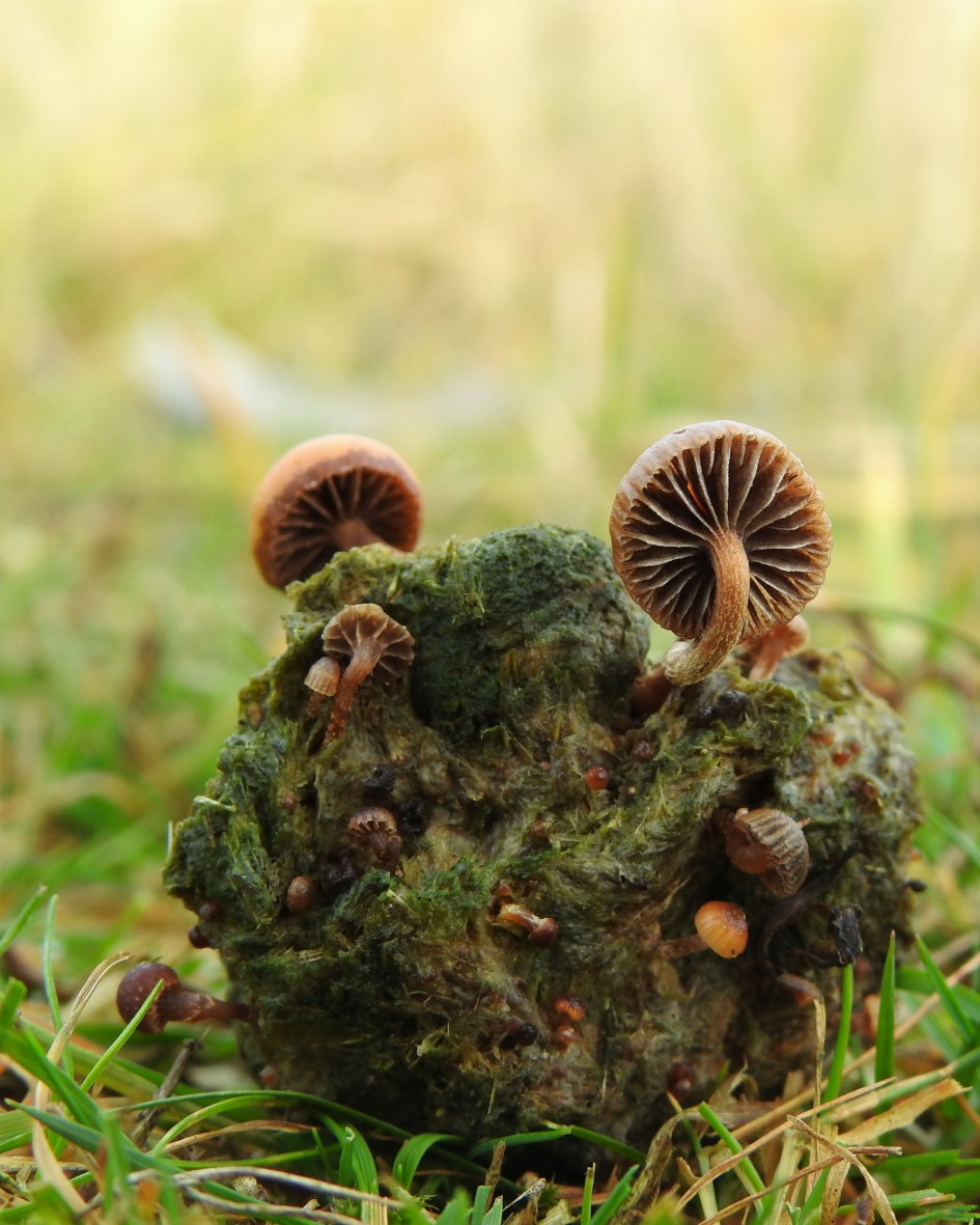 Versierde braakbal - Schimmels - 