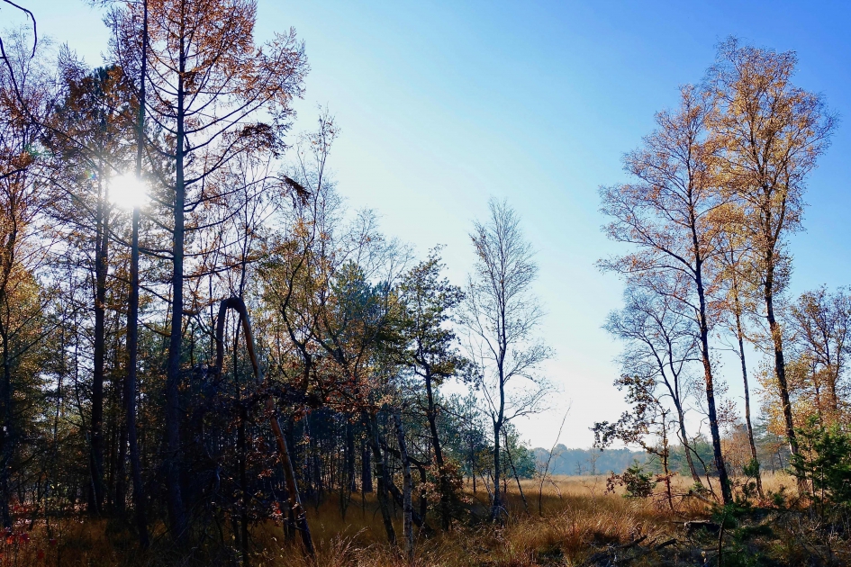 Vressels Bos - Weer en landschap - 