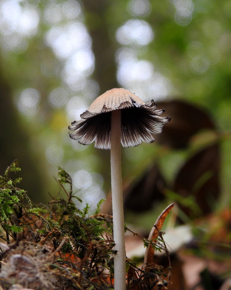 Vrolijk hoedje - Schimmels - Gewone glimmerinktzwam