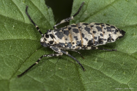 Vrouwtje grote wintervlinder