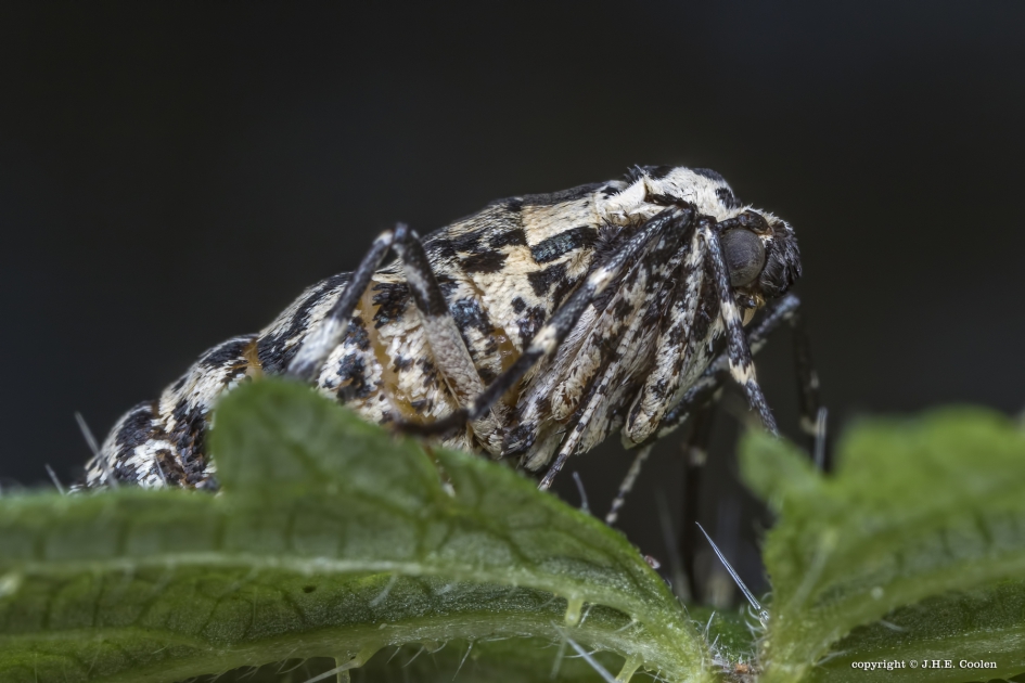 Vrouwtje grote wintervlinder - Geleedpotigen - Vrouwtje grote wintervlinder