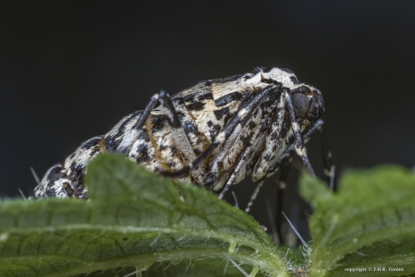 Vrouwtje grote wintervlinder