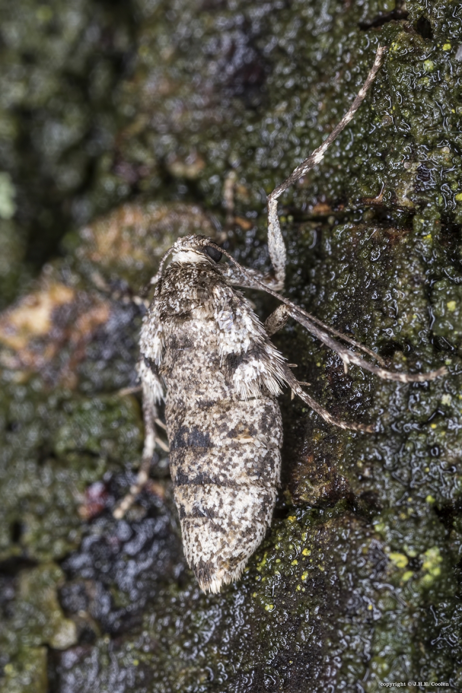 Vrouwtje kleine wintervlinder - Geleedpotigen - Kleine wintervlinder