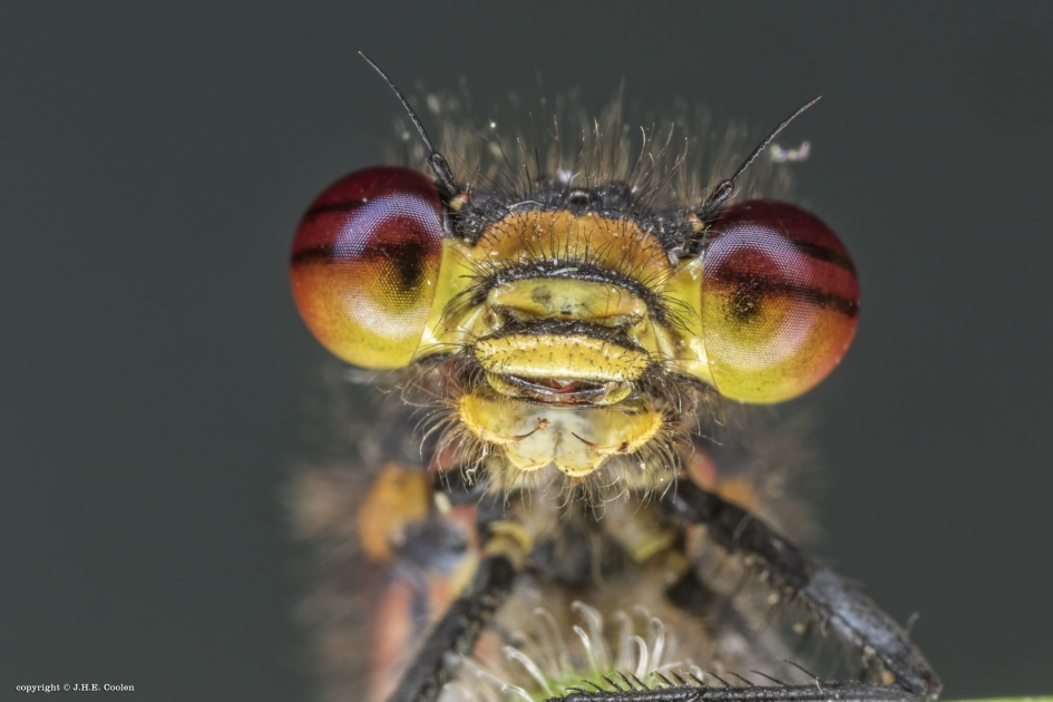 Vuurjuffer - Geleedpotigen - Vuurjuffer