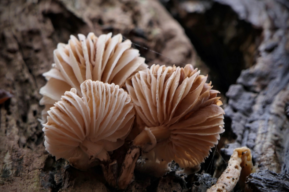 Waaiers - Schimmels - 