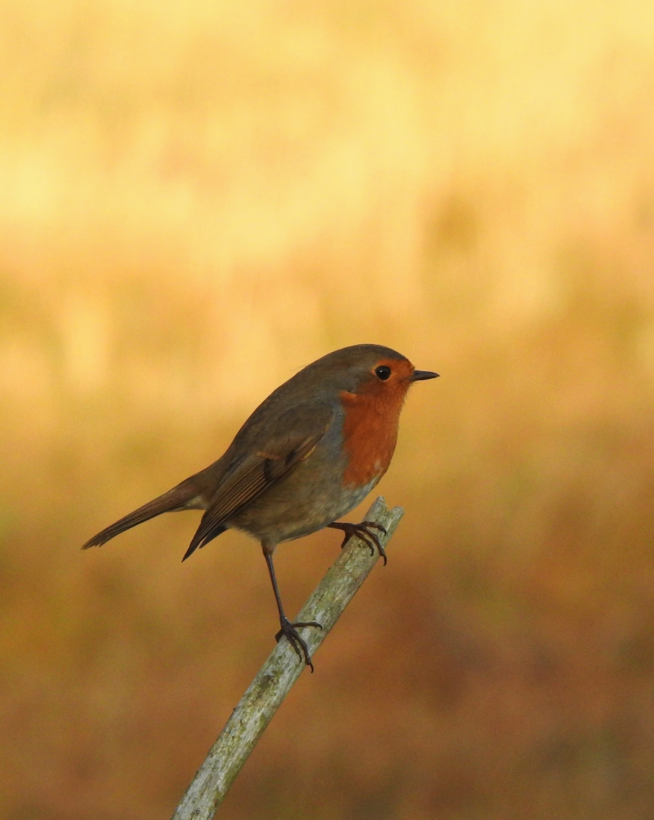 Waakzaam maar niet schuw - Vogels - Roodborstje