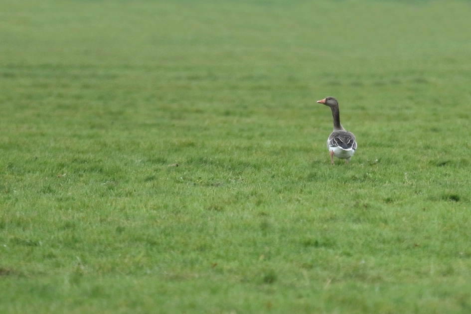 waar blijven ze nou? - Vogels - grauwe gans