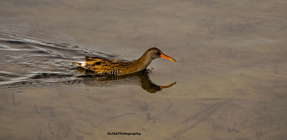 Waterral. - Vogels - Waterral.