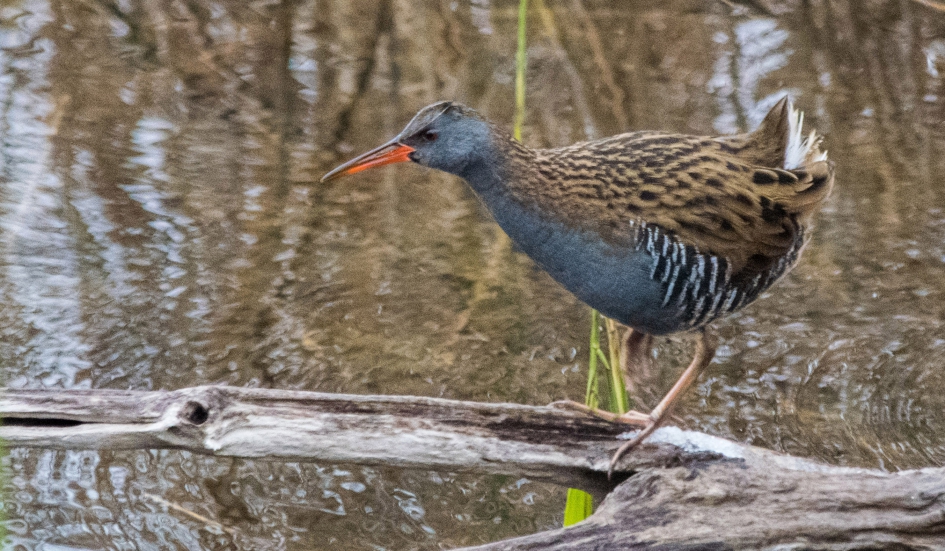 Waterral. - Vogels - Waterral.
