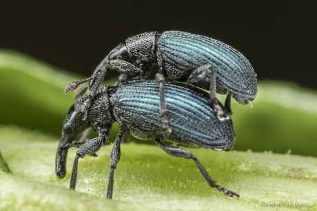 Wegdistelspitsmuisje(s)