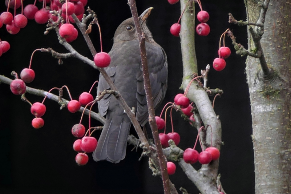 Welke zal ik nou eens pakken ? - Vogels - Merel