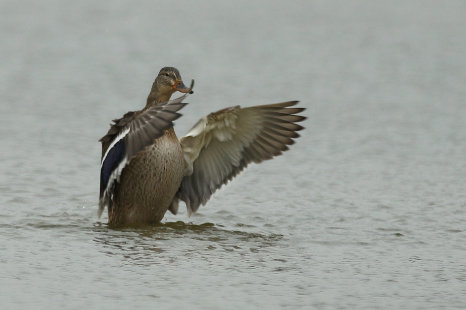 wilde eend -v- - Vogels - wilde eend -v-