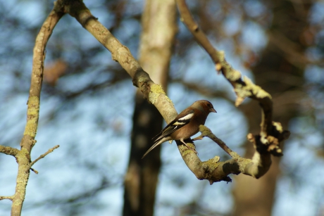 Wilde vink in het dierenpark