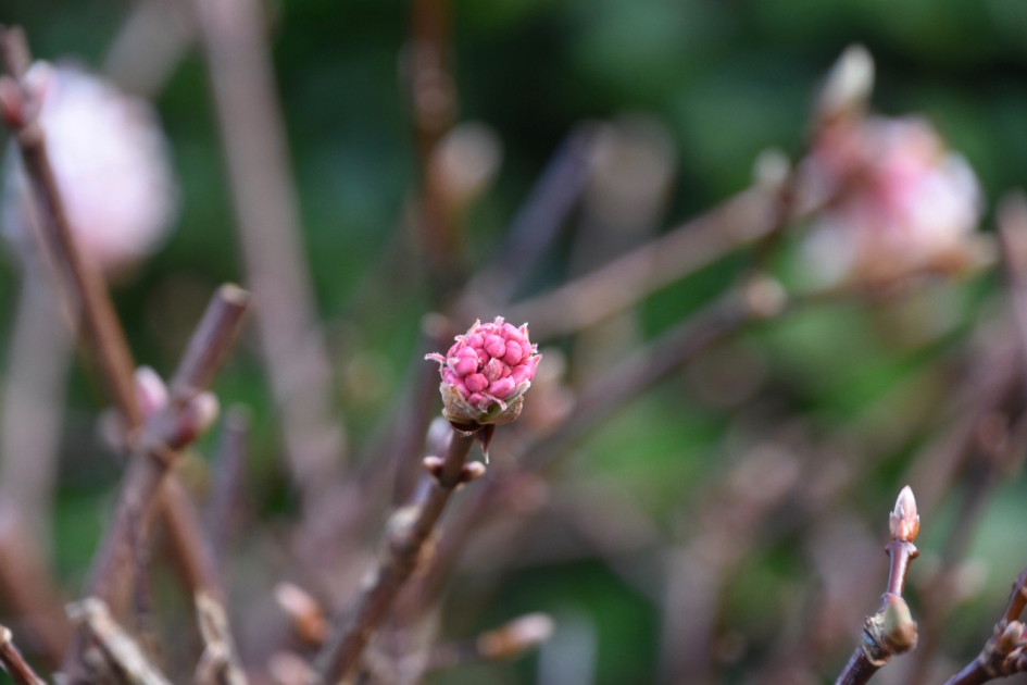 Winter bloemetje - Planten - 