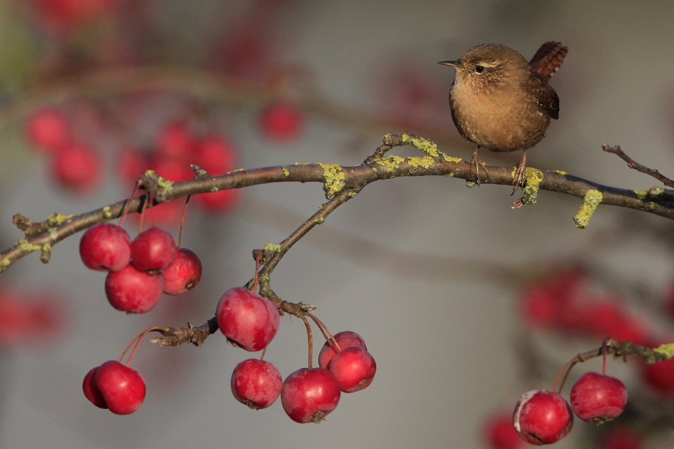 Winterkoning - Vogels - Winterkoning
