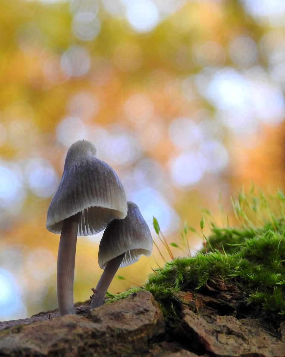 Wintermutsen - Schimmels - Grijze mycena