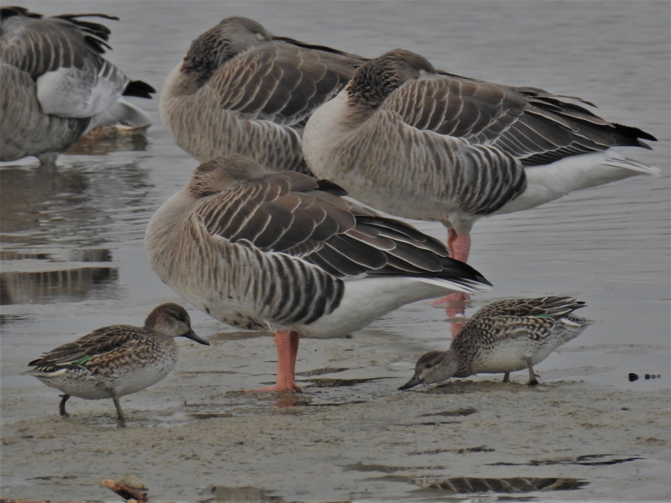 Wintertaling vrouwtjes foerageren tussen de rustende grauwe ganzen - Vogels - Wintertaling