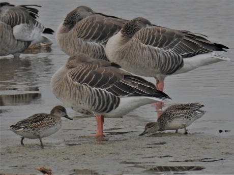Wintertaling vrouwtjes foerageren tussen de rustende grauwe ganzen