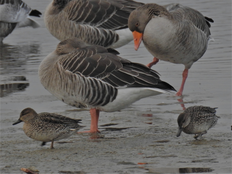 Wintertalingen tussen de Grauwe ganzen - Vogels - Wintertaling