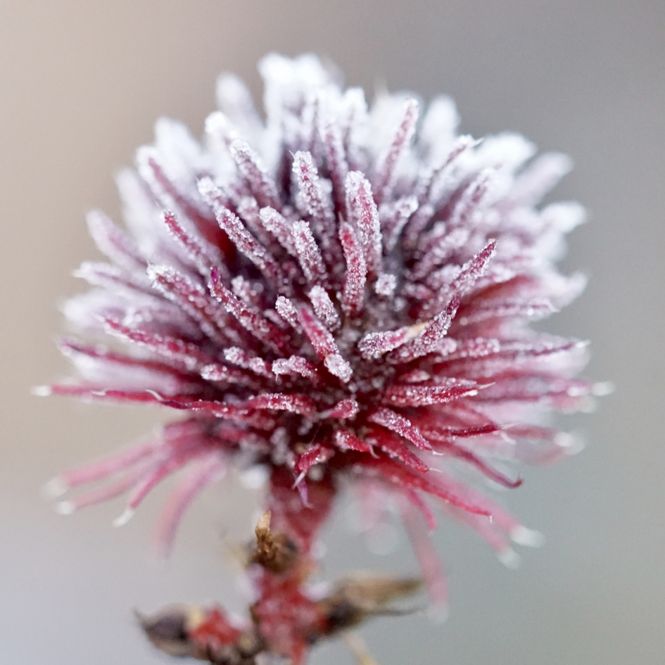 Zaaddoos van wonderboom - Planten - Wonderboom