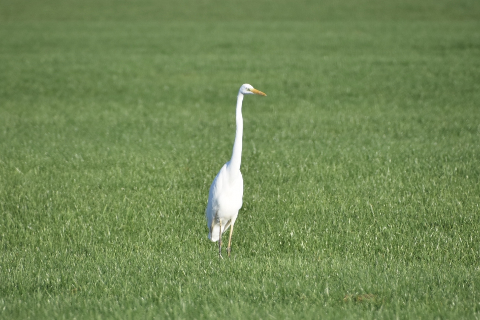 Zilverreiger - Vogels - 