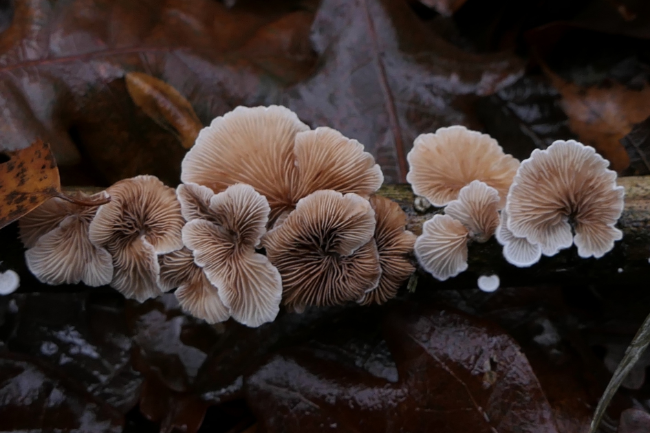 "Zwammenboeket" - Schimmels - Oorzwam