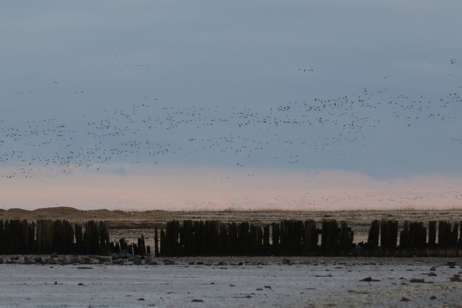 zwarte puntjes aan de horizon - ganzentrek - Vogels - ganzen