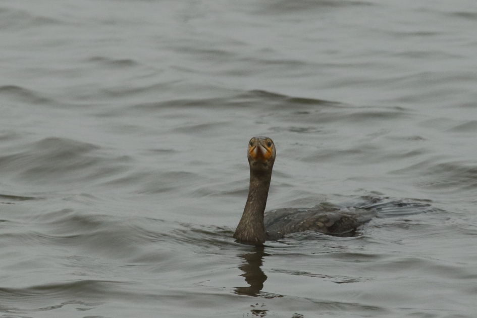 aalscholver - Vogels - aalscholver