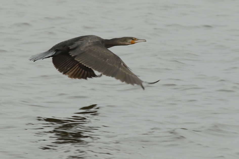 aalscholver - Vogels - aalscholver