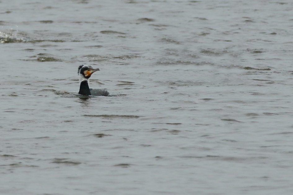 aalscholver - Vogels - aalscholver