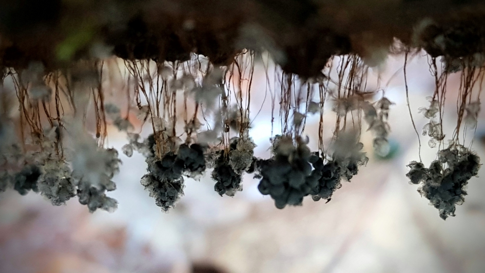 Aan een "draadje" hangen. - Schimmels - Troskalknetje