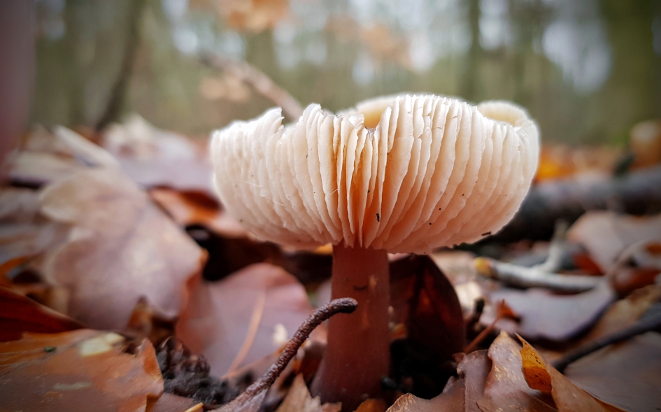 "Accordeon" - Schimmels - Zwam