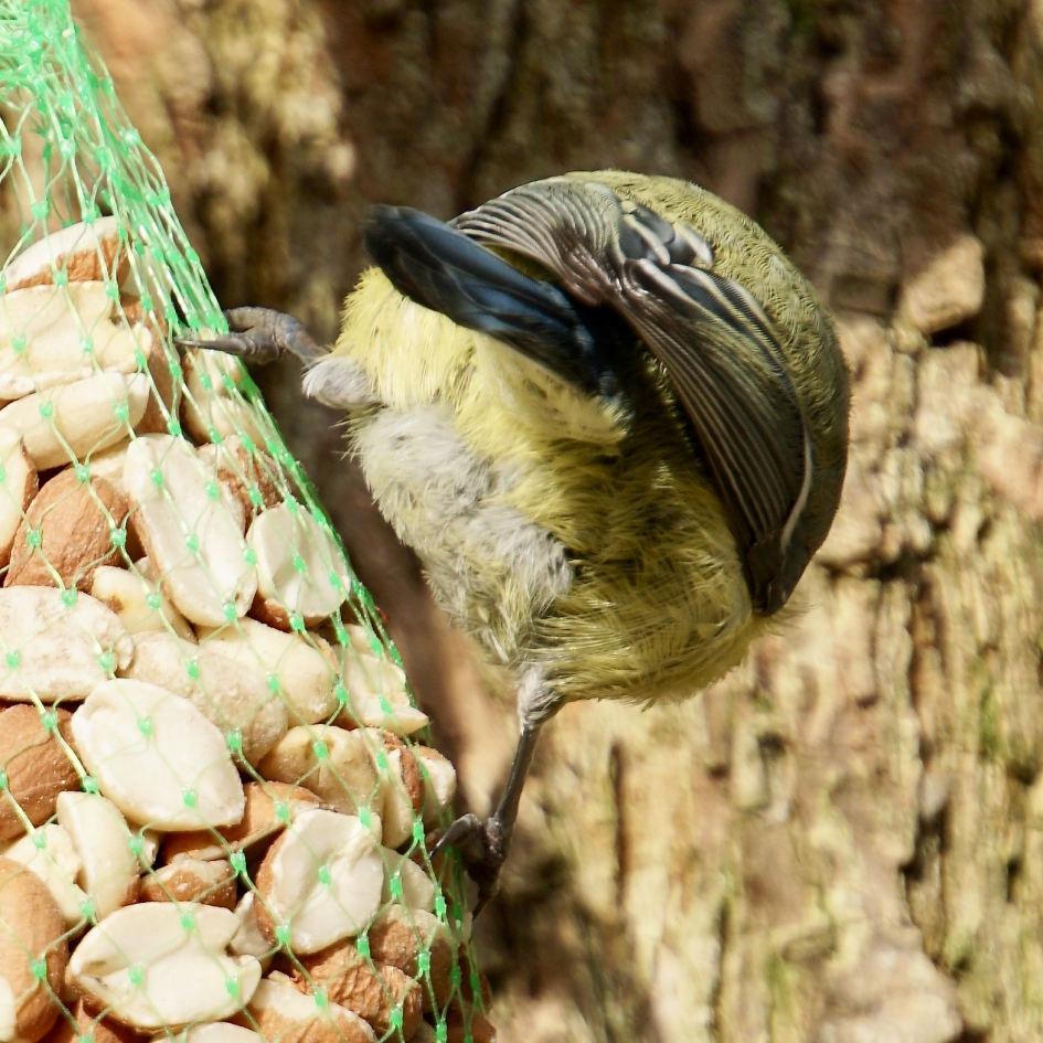 Achterkantje van koolmees - Vogels - Koolmees