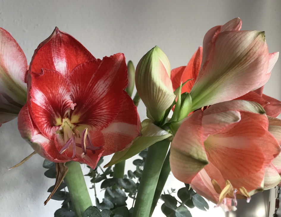 Amarylissen - Planten - 