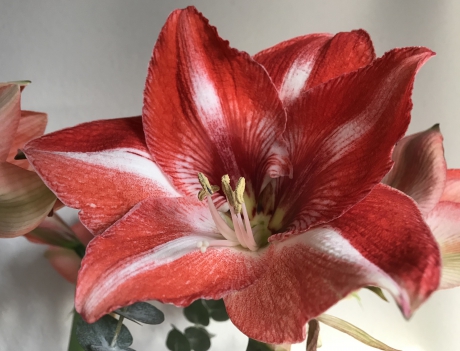 Amaryllis