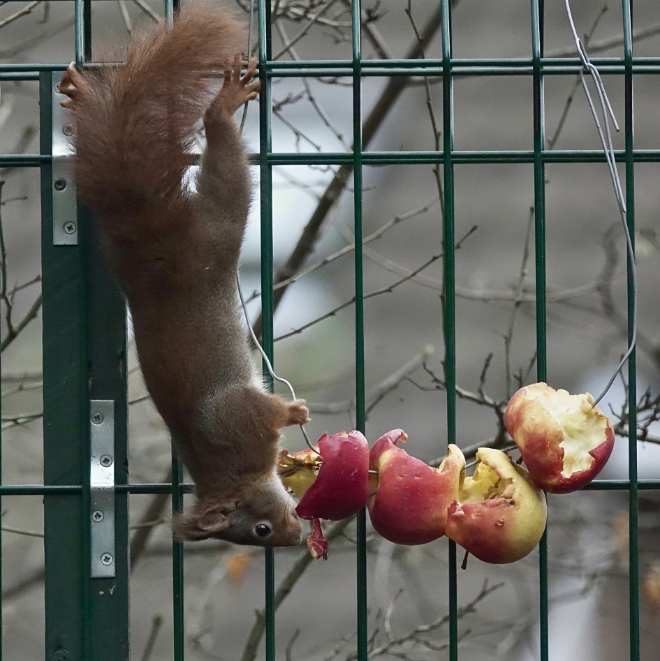 Appelliefhebber - Zoogdieren - Eekhoorn