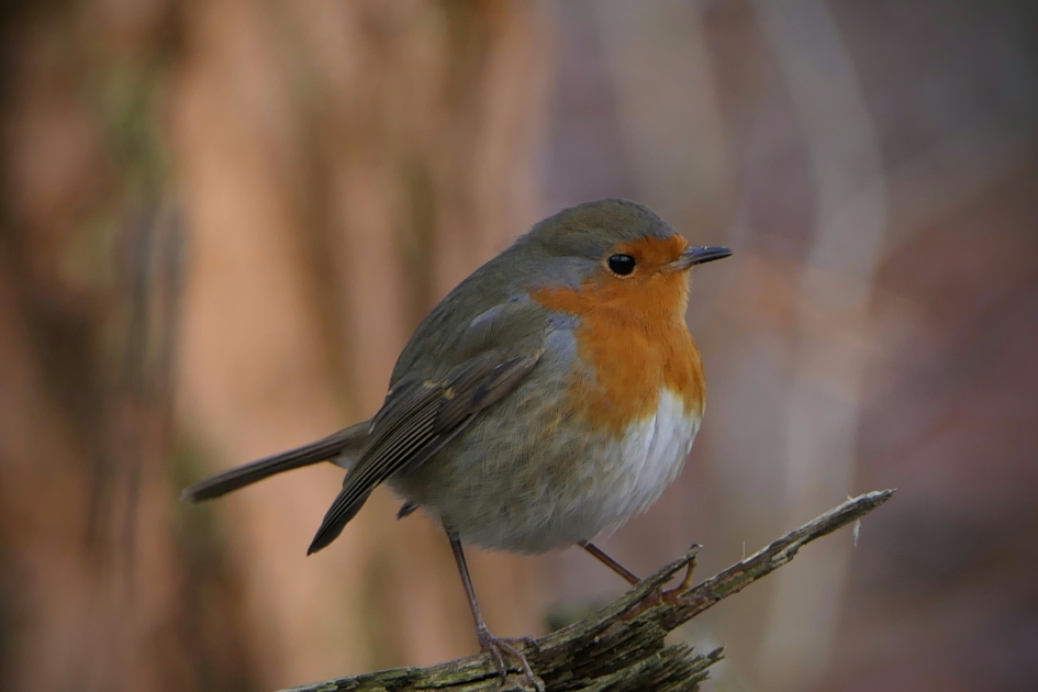 Beauty - Vogels - Roodborstje