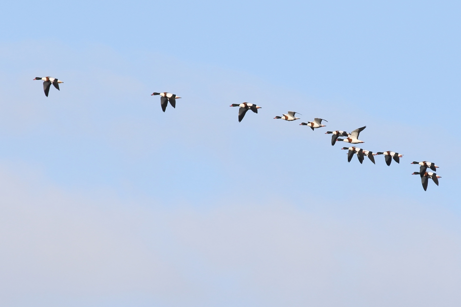 bergeend - Vogels - bergeend