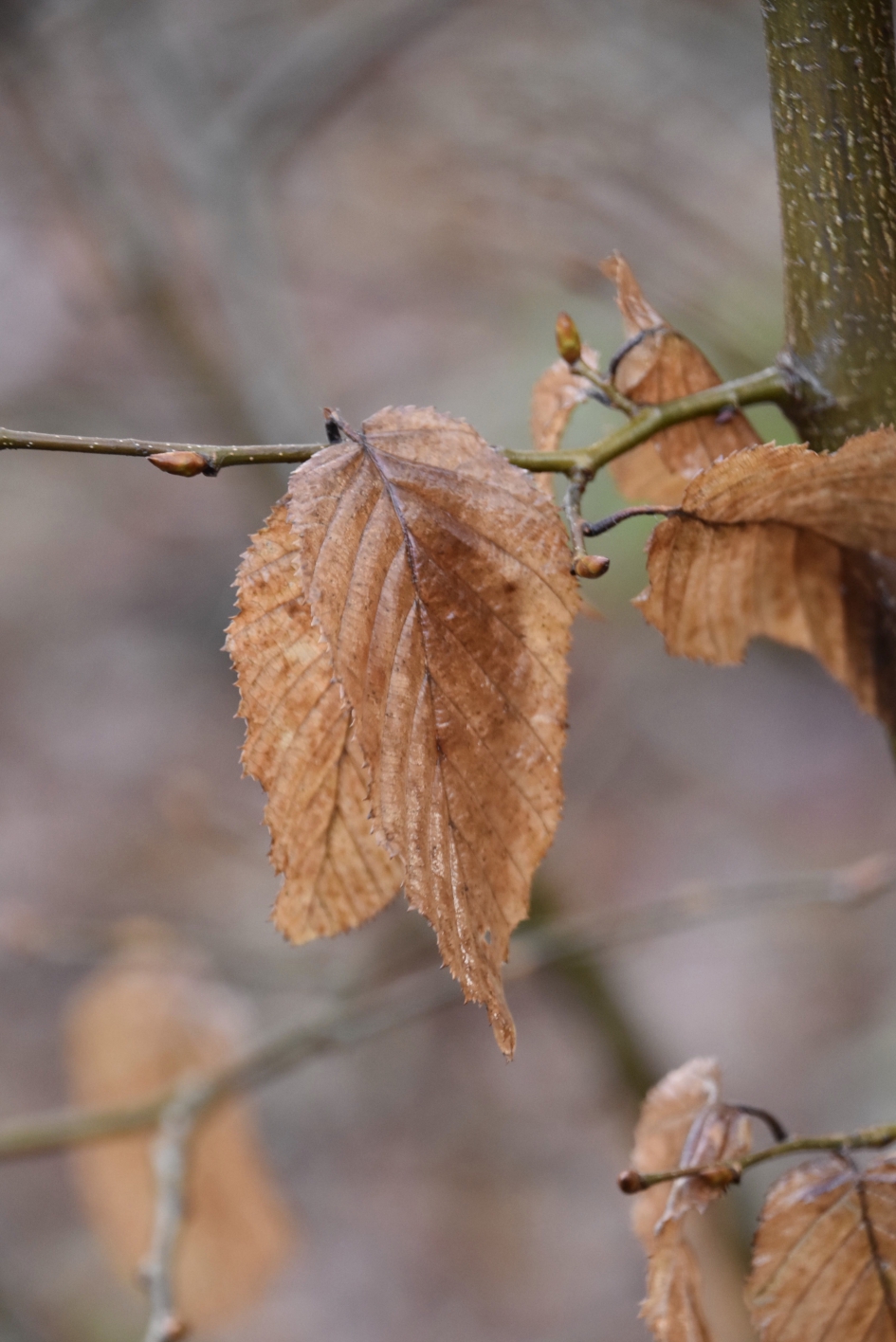Het laatste blad... - Planten - 