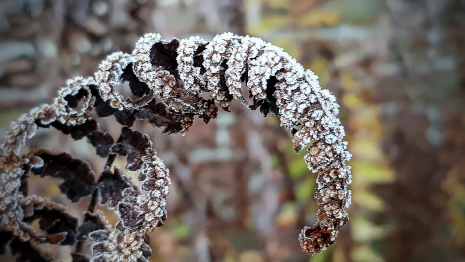 Bevroren - Planten - Varen