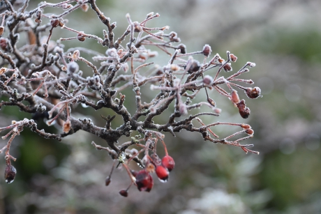Bevroren bessen takken